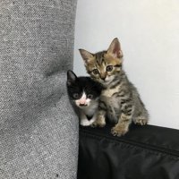 くっついている2匹の子猫