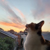夕暮れの猫