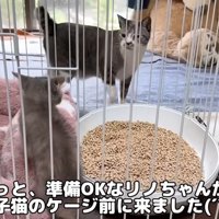 ケージの中の威嚇をする子猫を見ている大人猫