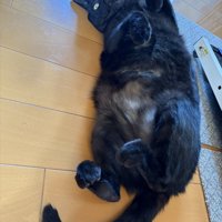仰向けの成猫