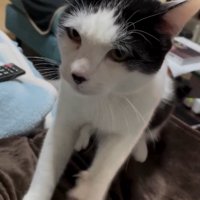 ふみふみする猫
