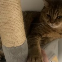 キャットタワーの上で自分の前足の方を見つめる猫