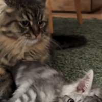 猫から逃げる子猫