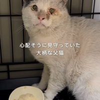 ケージ内で座る猫