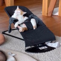 バウンサーに乗る猫