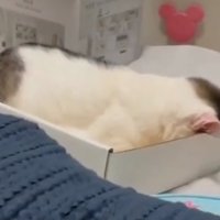 ふて寝する猫2