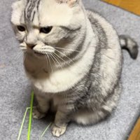 画面斜め左下に顔を向けて口を開けている猫