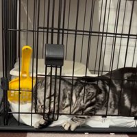 扉を上下に揺らす猫