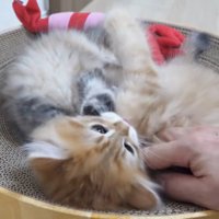 人間の手
