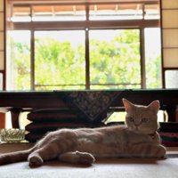 背景が緑の、猫が寝そべる写真
