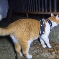 柵の外を見る猫