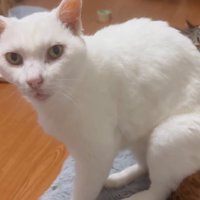 飼い主さんを見る猫
