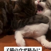 子猫に襲われる成猫