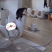 座椅子にいる猫