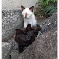 外にいる猫