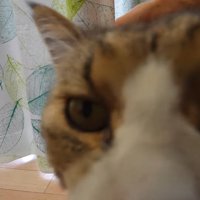 ドアップ