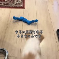 おもちゃに向かう犬