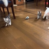 駆け寄ってくる子猫たち