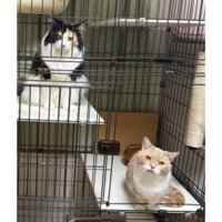 ケージにいる猫