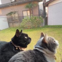 鳥を見つめる猫たち