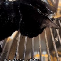 水を浴びている猫