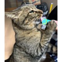 ちゅーるを食べる猫