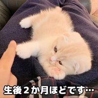 人の膝に乗る子猫