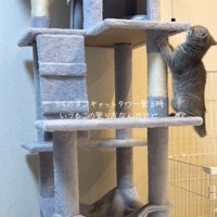 覗く猫