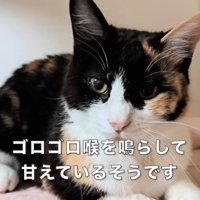 座ってカメラを見る猫