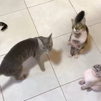 見上げる4匹の猫