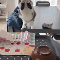 両手を空中でふる猫1