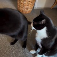 歩いている猫と座っている猫