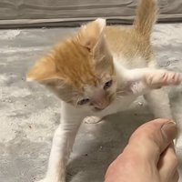 渾身のパンチ
