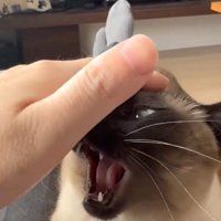 口を開ける猫