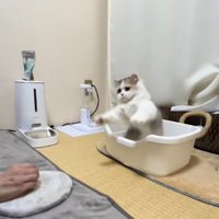 トイレの中で立って両前足を前に伸ばしている子猫