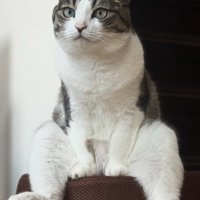 後ろ足を投げ出してスツールの上でお座りしている猫（アップ）