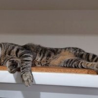 くつろいでいる猫