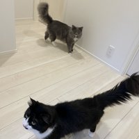 立っている2匹の猫