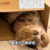 収まる猫