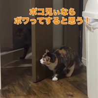 キジトラ猫がやってくるのを待ち構える三毛猫