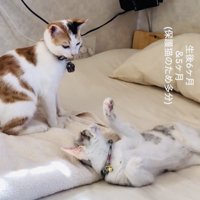 ベッドの上で遊ぶ三毛猫とパステル三毛猫