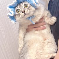 帽子を被って遠くを見つめる猫