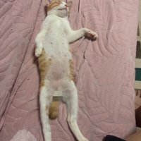 仰向けで寝ている猫