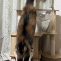 キャットタワーから飛び降りる猫