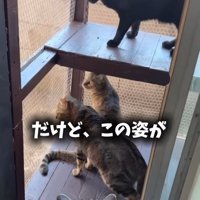 テラスから外を見る猫たち