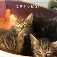 逃げようとする子猫