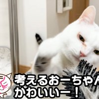 前足を伸ばす猫