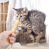 くっついている2匹の子猫