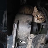 不安そうな子猫2