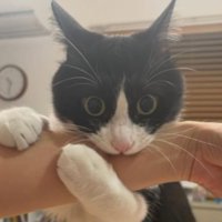 甘噛みする猫